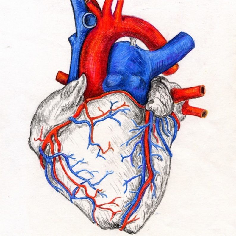 Cor Medizinische Illustration – anatomische Zeichnung von Dr. Herbert Wiedergut